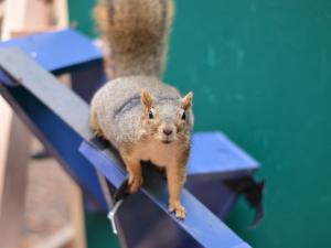 red squirrel on testing apparatus