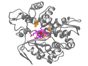 molecular structure of a new metalloenzyme