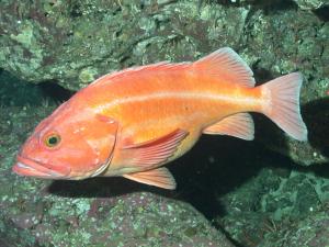 a swimming orange rockfish