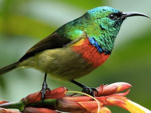 a green eastern double-collared sunbird with a red collar