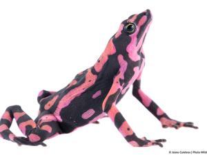 a pink harlequin toad