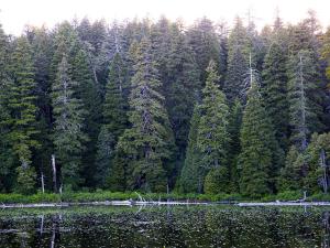 A photo shows a dense wall of pine trees on the edge of a mountain lake