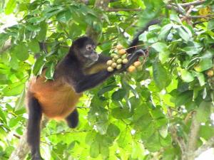black and red spider monkey eating fruit in a tree
