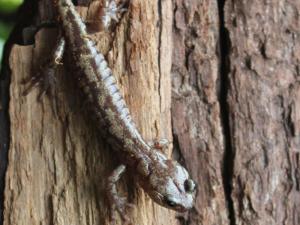 a small brown salamander on a tree trunk