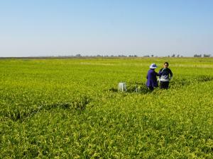 IGI researchers in a rice field studying microbes in the soil