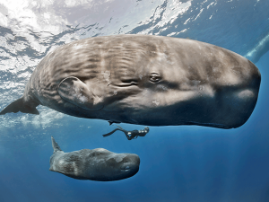 A photo of a diver swimming between two sperm whales in a clear blue ocean.