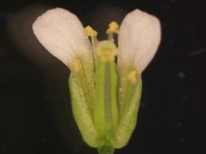 thale cress plant (Arabidopsis thaliana)
