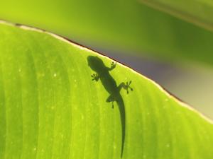silhouette of a lizard on a green leaf