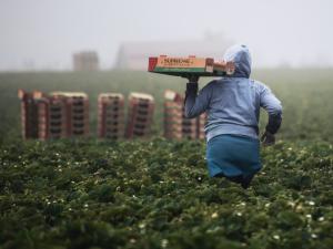 Person walking through crop with a produce box held in left hand.