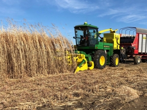 a green combine harvesting row of tall, dry brown miscanthus