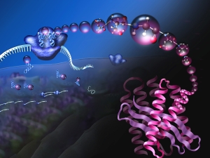 blue, pink and magenta figures illustrating the ribosome translation of mRNA into protein