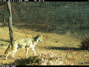 A camera trap photo shows a coyote walking across a burnt landscape.