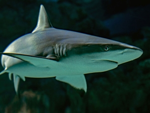 A grey reef shark, Cairns Aquarium, Australia.