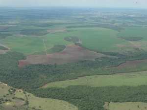An aerial photo of trees and green space.