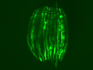 glowing green elongated worms cluster together like segments of an orange