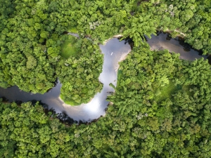 Aerial view of a rainforest in Brazil.