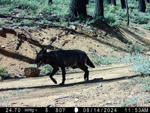 A gray wolf with a satellite tracking collar navigates a forest road in Lassen County, California. 