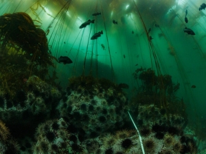 Fish swim among seaweed and anemones