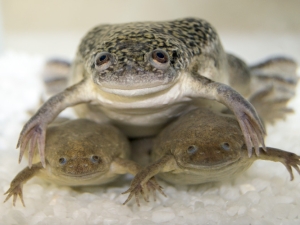 picture of one frog on top of 2 others