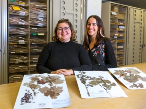 Three dried grapevine specimens, mounted on paper, are spread across a table. Behind the table stand two individuals who are smiling at the camera. Storage cabinets that are filled with file folders can be seen in the background.