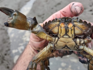 image of person holding a crab
