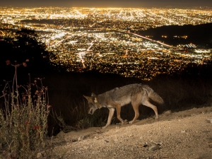 Image of coyote with collar 