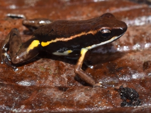 brown frog with yellow stripe on side, sitting on a brown leaf