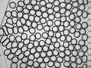 Dozens of droplets clustered together