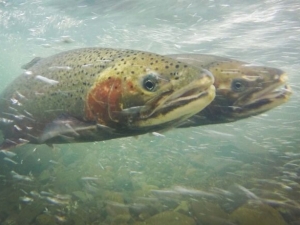 Two steelhead trout swim within the bubbling waters of a flowing stream.