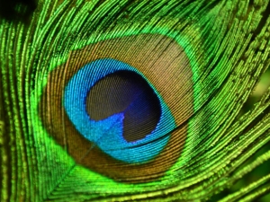 closeup of a peacock feather that resembles an eye