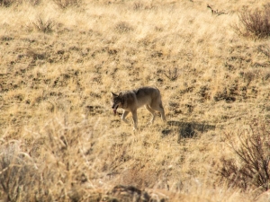 image of coyote in field