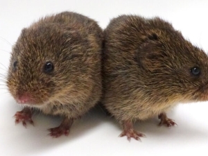 two small, furry brown rodents huddled together