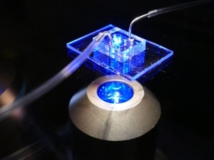 A microfluidics device mimicking the human heart under blue fluorescent lighting.