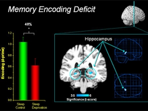 graphics of green and red bars and brain