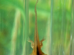 a tadpole in water