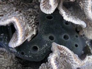closeup of sponge, irregular wavy shapes