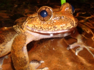 frog