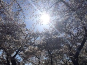 image of treetops with sunlight filtering through
