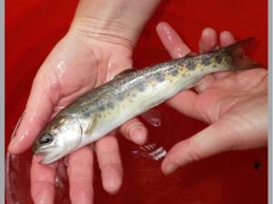 Small salmon in adult hands