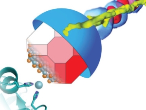 An inactivated protein