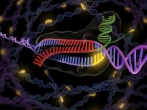Graphic of DNA sequence known as PAM