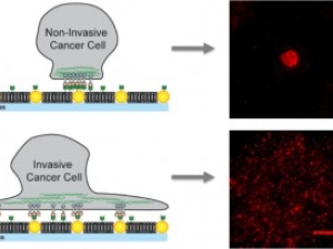 graphic of membrane and images of reall