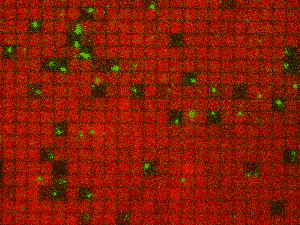 red grid with irregular black and green spots