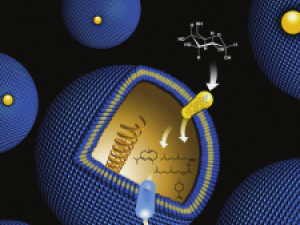 blue spheres representing cells.