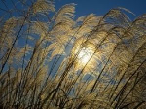 flowering grasses with sun reflecting in background