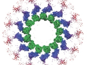 concentric circle of green, purple and red