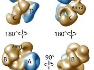 various shapes in gold and blue with letters on them
