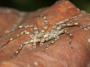 spider genus Selenops