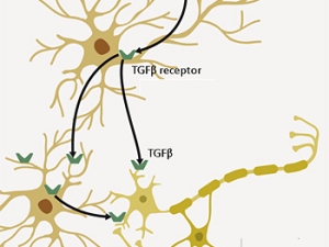 graphic of brain neurons and red blood barrier