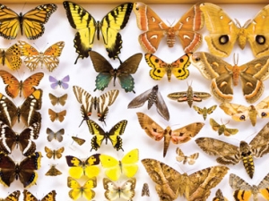 Display of multiple gold, yellow and dark butterflies and moths